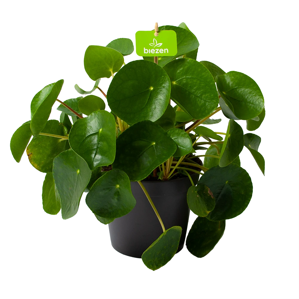 Pilea Peperomioides - Pannenkoekenplant - P17 H35 - Kamerplant 3 Pilea Peperomioides - Pannenkoekenplant - P17 H35 - Kamerplant