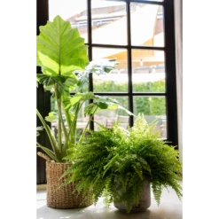 Plantenmand Joris - D38 X H33cm - Naturel -Natur Bloemen Winkel plantenmand joris naturel plantenmand 2 3