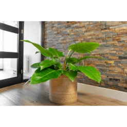 Plantenmand Stef - D36 X H36cm - Naturel 5 Plantenmand Stef - D36 X H36cm - Naturel -Natur Bloemen Winkel plantenmand stef d36 x h36cm naturel plantenmand 2