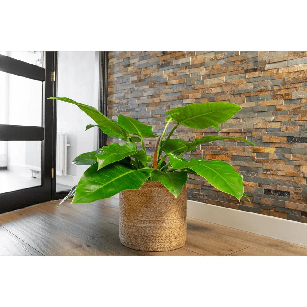 Plantenmand Stef - D38 X H38cm - Naturel 4 Plantenmand Stef - D38 X H38cm - Naturel - Afbeelding 2