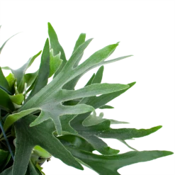 Platycerium Bifurcatum - Hertshoornvaren - In Hangpot - P21 H60 - Kamerplant -Natur Bloemen Winkel platycerium bifurcatum hertshoornvaren in hangpot p21 h60 6