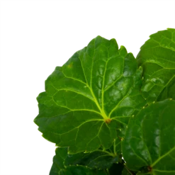 Polyscias Fabian - Aralia - P19 H65 - Kamerplant 6 Polyscias Fabian - Aralia - P19 H65 - Kamerplant -Natur Bloemen Winkel polyscias fabian aralia p19 h65 5