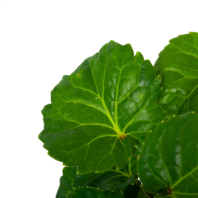 Polyscias Fabian - Aralia - P19 H65 - Kamerplant 4 Polyscias Fabian - Aralia - P19 H65 - Kamerplant - Afbeelding 2