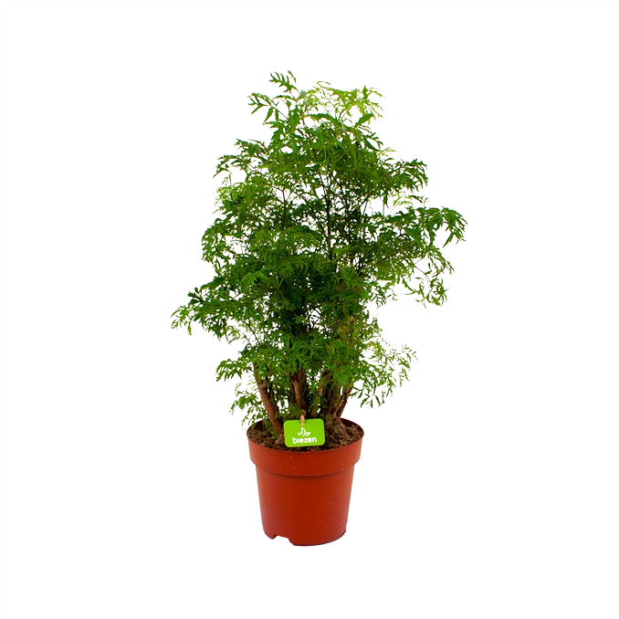 Polyscias Hawaiiana Ming - Aralia - P19 H65 - Kamerplant 3 Polyscias Hawaiiana Ming - Aralia - P19 H65 - Kamerplant