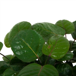 Polyscias Lemon - Aralia - P19 H65 - Kamerplant -Natur Bloemen Winkel polyscias lemon aralia p19 h65 5