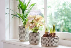 Bloempot Thies Hoog - D14 X H20cm - Olijf Groen -Natur Bloemen Winkel pot hoog thies olive green d14 h20 bloempot 6 10