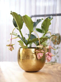 Bloempot Kody - D17 X H16cm - Goud 7 Bloempot Kody - D17 X H16cm - Goud -Natur Bloemen Winkel pot kody gold d17 h16 bloempot 7 11