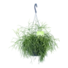 Rhipsalis Cassutha - Koraalcactus - In Hangpot - P17 H40 - Kamerplant 1 Rhipsalis Cassutha - Koraalcactus - In Hangpot - P17 H40 - Kamerplant -Natur Bloemen Winkel rhipsalis cassutha koraalcactus in hangpot p17 h40 1