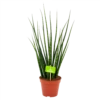 Sansevieria Fernwoord Mikado - Vrouwentong - P14 H55 - Kamerplant -Natur Bloemen Winkel sansevieria fernwoord mikado vrouwentong p14 h55 4