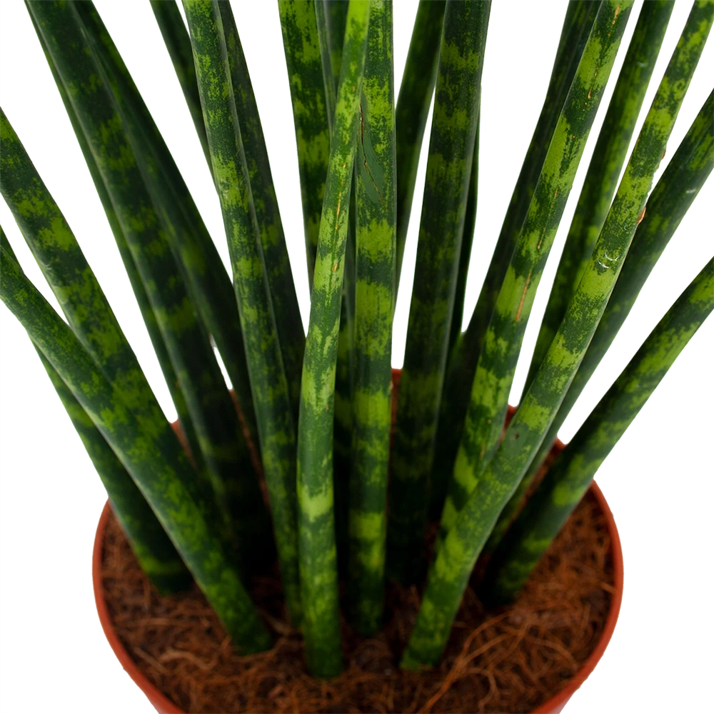 Sansevieria Fernwoord Mikado - Vrouwentong - P14 H55 - Kamerplant 4 Sansevieria Fernwoord Mikado - Vrouwentong - P14 H55 - Kamerplant - Afbeelding 2