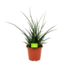 Sansevieria Fernwoord Punk - Vrouwentong - P25 H60 - Kamerplant 2 Sansevieria Fernwoord Punk - Vrouwentong - P25 H60 - Kamerplant -Natur Bloemen Winkel sansevieria fernwoord punk vrouwentong p25 h60 1 2