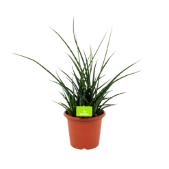 Sansevieria Fernwoord Punk - Vrouwentong - P25 H60 - Kamerplant