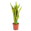 Sansevieria Laurentii - Vrouwentong - P21 H80 - Kamerplant