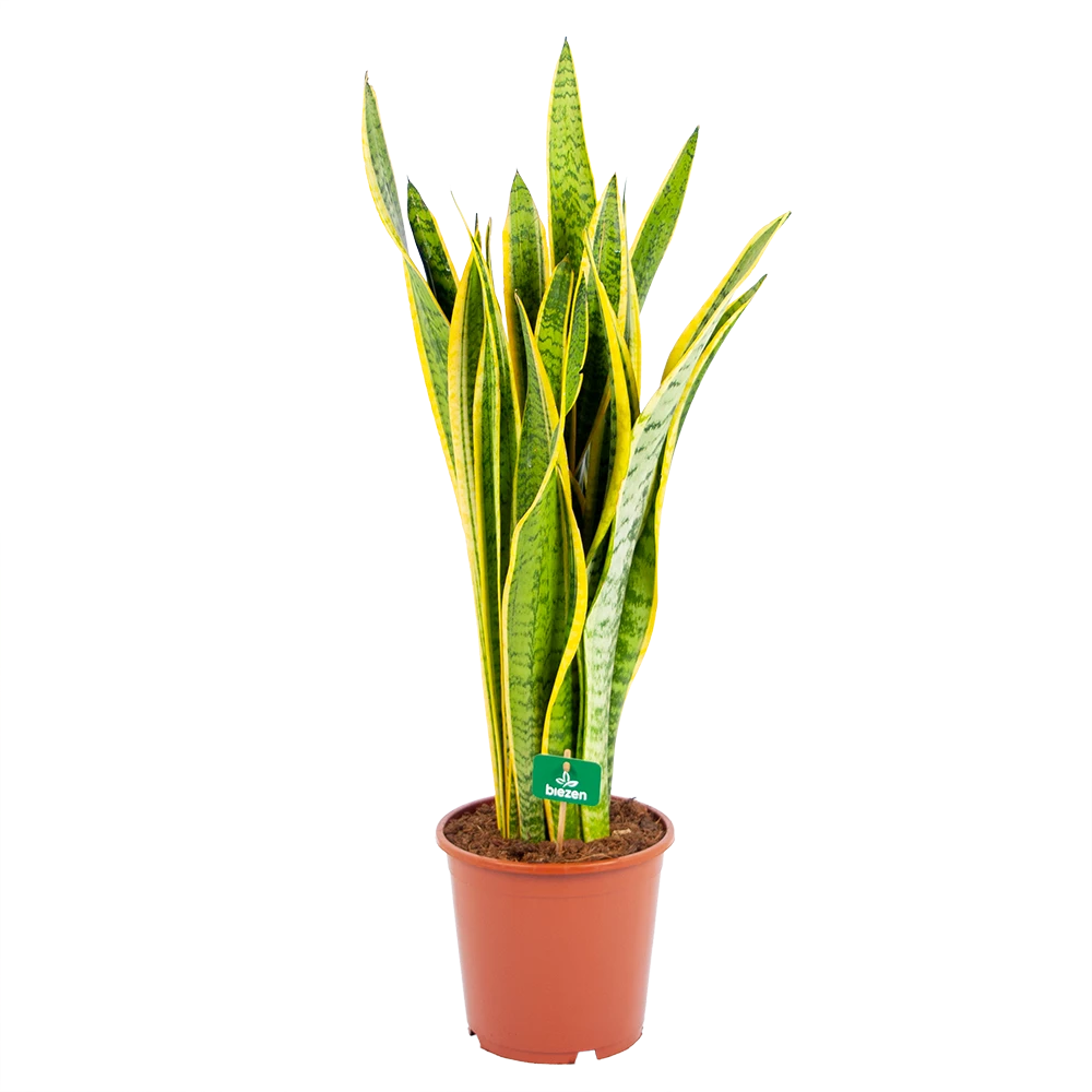 Sansevieria Laurentii - Vrouwentong - P21 H80 - Kamerplant 3 Sansevieria Laurentii - Vrouwentong - P21 H80 - Kamerplant