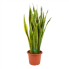 Sansevieria Laurentii - Vrouwentong - P30 H110 - Kamerplant 1 Sansevieria Laurentii - Vrouwentong - P30 H110 - Kamerplant -Natur Bloemen Winkel sansevieria laurentii vrouwentong p30 h110 kamerplant 1