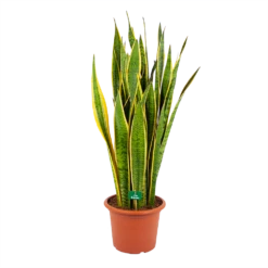 Sansevieria Laurentii - Vrouwentong - P30 H110 - Kamerplant