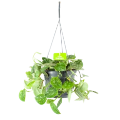 Scindapsus Pictus Argyraeus - Epipremnum - In Hangpot - P17 H40 - Kamerplant
