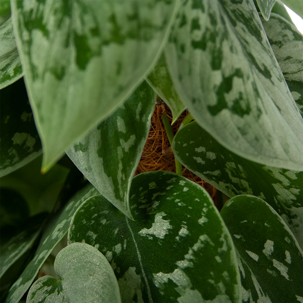 Scindapsus Pictus Silvery Ann Op Mosstok - Epipremnum - P15 H60 - Kamerplant - Afbeelding 2