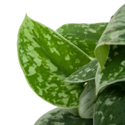 Scindapsus Pictus Silvery Ann Op Mosstok - Epipremnum - P15 H60 - Kamerplant -Natur Bloemen Winkel scindapsus pictus silvery ann op mosstok epipremnum p15 h60 6 3