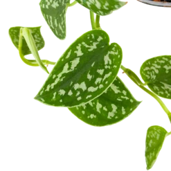 Scindapsus Pictus Trebie - Epipremnum - In Hangpot - P15 H20 - Kamerplant -Natur Bloemen Winkel scindapsus pictus trebie epipremnum in hangpot p15 6 1