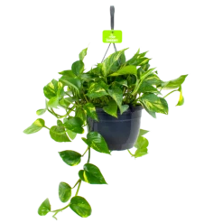 Scindapsus Pinnatum Aureum - Epipremnum - In Hangpot - P17 H35 - Kamerplant