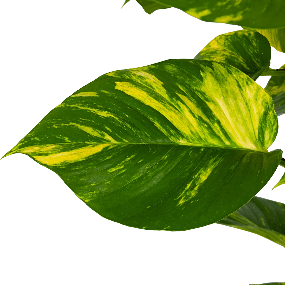 Scindapsus Pinnatum Aureum Op Mosstok - Epipremnum - P27 H150 - Kamerplant 4 Scindapsus Pinnatum Aureum Op Mosstok - Epipremnum - P27 H150 - Kamerplant - Afbeelding 2