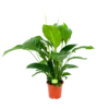 Spathiphyllum Wallisii - Lepelplant - P19 H80 Wit - Kamerplant