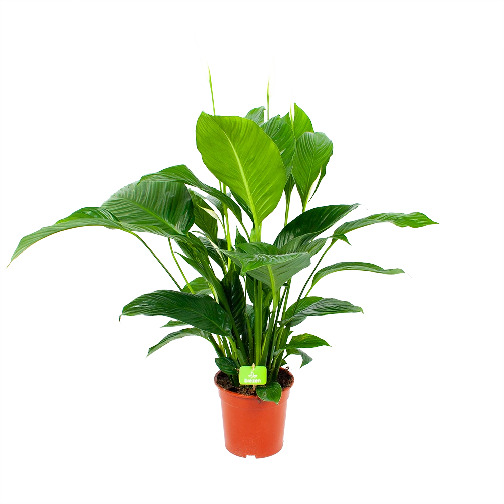 Spathiphyllum Wallisii - Lepelplant - P19 H80 Wit - Kamerplant 3 Spathiphyllum Wallisii - Lepelplant - P19 H80 Wit - Kamerplant