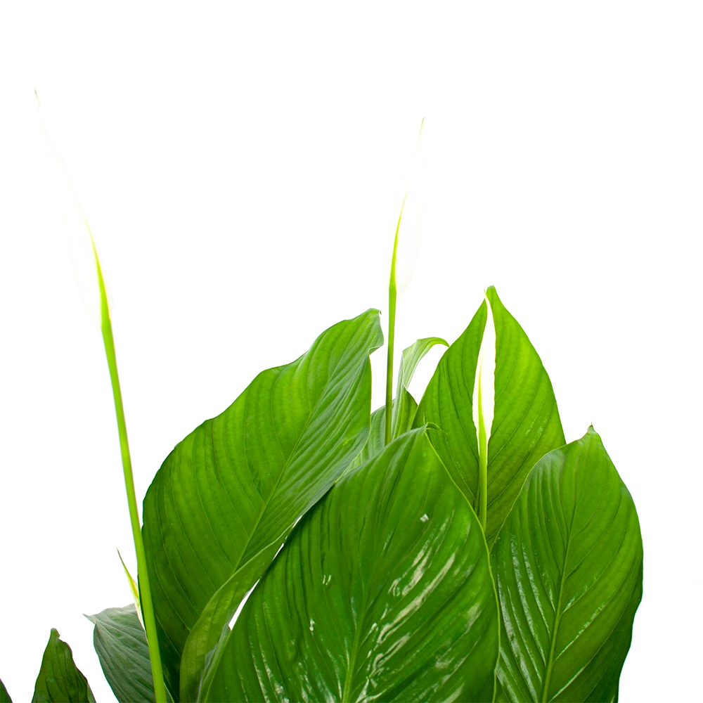 Spathiphyllum Wallisii - Lepelplant - P19 H80 Wit - Kamerplant 4 Spathiphyllum Wallisii - Lepelplant - P19 H80 Wit - Kamerplant - Afbeelding 2