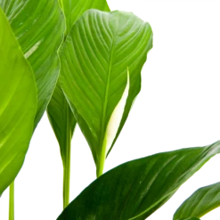 Spathiphyllum Wallisii - Lepelplant - P19 H80 Wit - Kamerplant 8 Spathiphyllum Wallisii - Lepelplant - P19 H80 Wit - Kamerplant -Natur Bloemen Winkel spathiphyllum wallisii lepelplant p19 h80 wit 6
