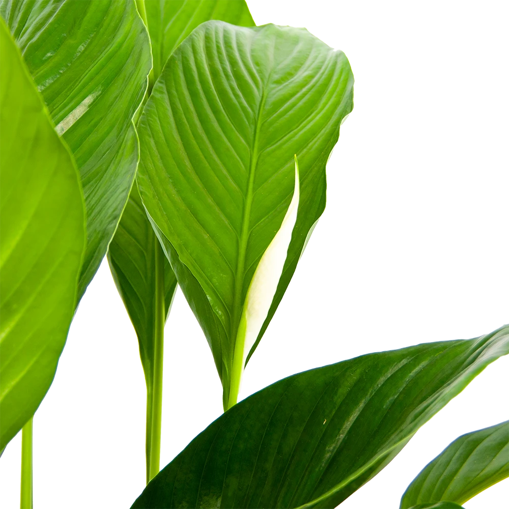 Spathiphyllum Wallisii - Lepelplant - P19 H80 Wit - Kamerplant 5 Spathiphyllum Wallisii - Lepelplant - P19 H80 Wit - Kamerplant - Afbeelding 3
