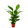 Spathiphyllum Wallisii - Lepelplant - P24 H120 Wit - Kamerplant 1 Spathiphyllum Wallisii - Lepelplant - P24 H120 Wit - Kamerplant -Natur Bloemen Winkel spathiphyllum wallisii lepelplant p24 h120 wit 4