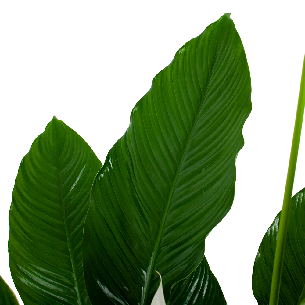 Spathiphyllum Wallisii - Lepelplant - P24 H120 Wit - Kamerplant 5 Spathiphyllum Wallisii - Lepelplant - P24 H120 Wit - Kamerplant - Afbeelding 3