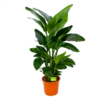 Strelitzia Nicolai - Paradijsvogelpant - P28 H130 - Kamerplant -Natur Bloemen Winkel strelitzia nicolai paradijsvogelpant p28 h130 1
