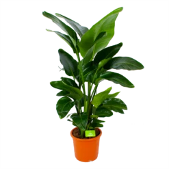 Strelitzia Nicolai - Paradijsvogelpant - P28 H130 - Kamerplant