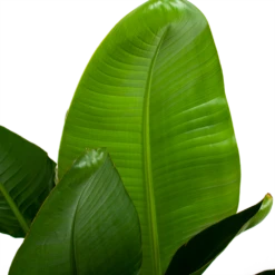 Strelitzia Nicolai - Paradijsvogelpant - P28 H130 - Kamerplant -Natur Bloemen Winkel strelitzia nicolai paradijsvogelpant p28 h130 6