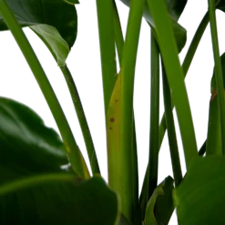 Strelitzia Nicolai - Paradijsvogelpant - P32,5 H165 - Kamerplant -Natur Bloemen Winkel strelitzia nicolai paradijsvogelpant p32 5 h165 6