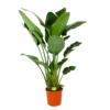 Strelitzia Nicolai - Paradijsvogelpant - P32 H170 - Kamerplant 1 Strelitzia Nicolai - Paradijsvogelpant - P32 H170 - Kamerplant -Natur Bloemen Winkel strelitzia nicolai paradijsvogelpant p32 h170 1