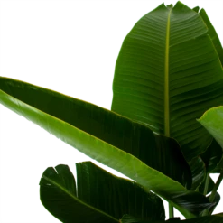 Strelitzia Nicolai - Paradijsvogelpant - P32 H170 - Kamerplant -Natur Bloemen Winkel strelitzia nicolai paradijsvogelpant p32 h170 6
