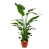 Strelitzia Nicolai - Paradijsvogelpant - P36 H170 - Kamerplant -Natur Bloemen Winkel strelitzia nicolai paradijsvogelpant p36 h170 kamerplant 1 1