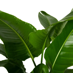 Strelitzia Nicolai - Paradijsvogelpant - P38 H160 - Kamerplant -Natur Bloemen Winkel strelitzia nicolai paradijsvogelpant p38 h160 4