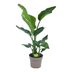 Strelitzia Nicolai - Paradijsvogelplant - P17 H60 - Kamerplant