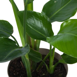 Strelitzia Nicolai - Paradijsvogelplant - P17 H60 - Kamerplant 8 Strelitzia Nicolai - Paradijsvogelplant - P17 H60 - Kamerplant -Natur Bloemen Winkel strelitzia nicolai paradijsvogelplant p17 h60 6