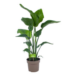 Strelitzia Nicolai - Paradijsvogelplant - P21 H90 - Kamerplant