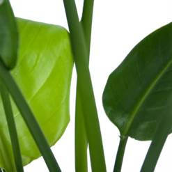 Strelitzia Nicolai - Paradijsvogelplant - P21 H90 - Kamerplant 8 Strelitzia Nicolai - Paradijsvogelplant - P21 H90 - Kamerplant -Natur Bloemen Winkel strelitzia nicolai paradijsvogelplant p21 h90 6