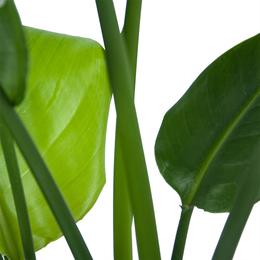 Strelitzia Nicolai - Paradijsvogelplant - P21 H90 - Kamerplant 5 Strelitzia Nicolai - Paradijsvogelplant - P21 H90 - Kamerplant - Afbeelding 3