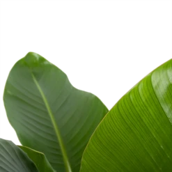 Strelitzia Nicolai - Paradijsvogelplant - P27 H110 - Kamerplant -Natur Bloemen Winkel strelitzia nicolai paradijsvogelplant p27 h110 6 2