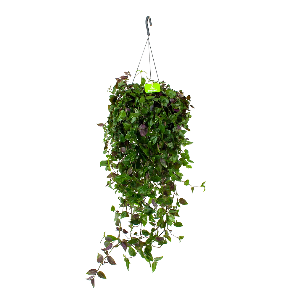 Tradescantia Green Hill - Vaderplant - In Hangpot - P17 H35 - Kamerplant 3 Tradescantia Green Hill - Vaderplant - In Hangpot - P17 H35 - Kamerplant