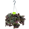 Tradescantia Little Hill - Vaderplant - In Hangpot - P17 H40 - Kamerplant 2 Tradescantia Little Hill - Vaderplant - In Hangpot - P17 H40 - Kamerplant -Natur Bloemen Winkel tradescantia puple heart vaderplant p17 h40 4