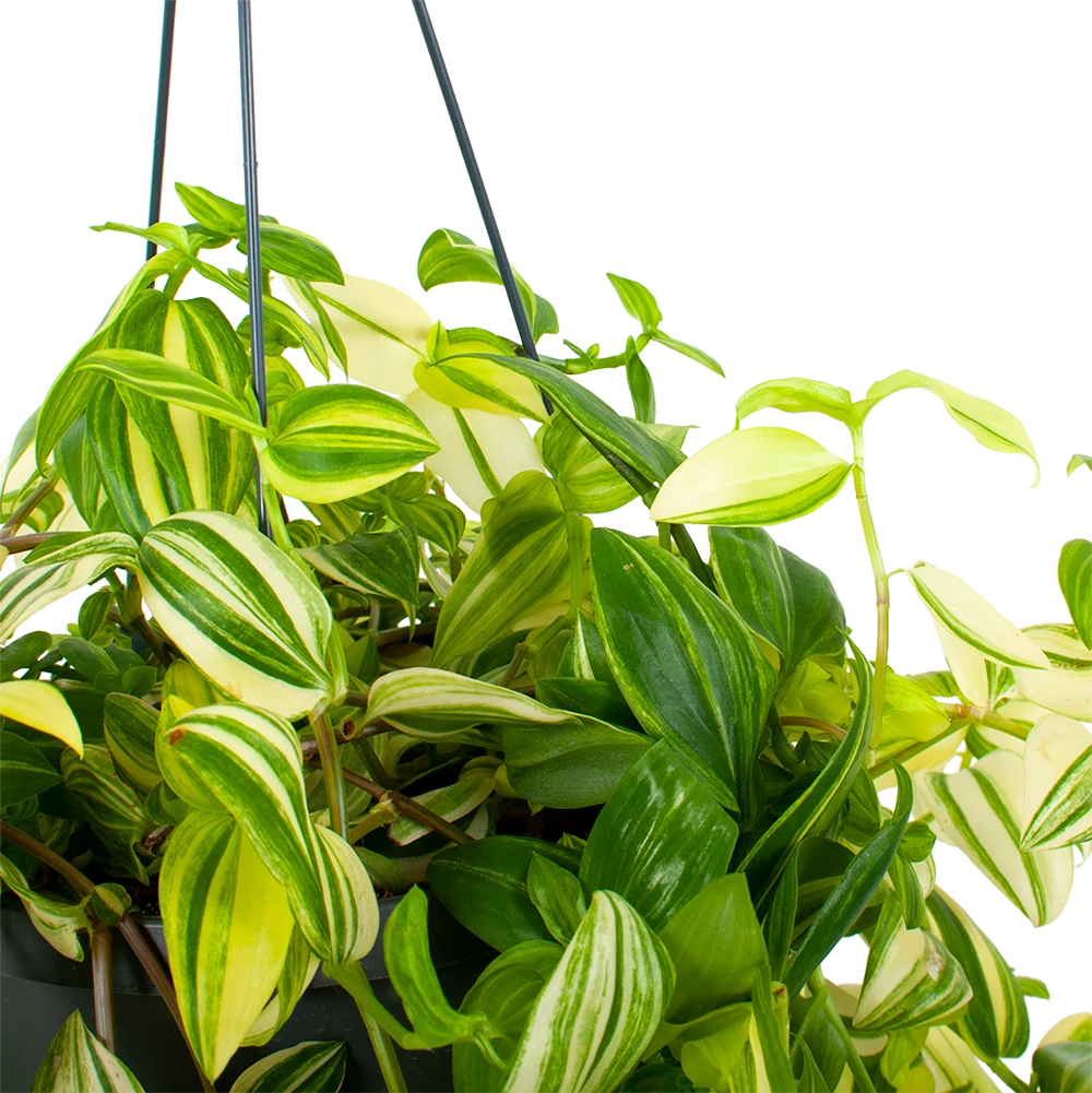 Tradescantia Yellow Hill - Vaderplant - In Hangpot - P17 H40 - Kamerplant 4 Tradescantia Yellow Hill - Vaderplant - In Hangpot - P17 H40 - Kamerplant - Afbeelding 2